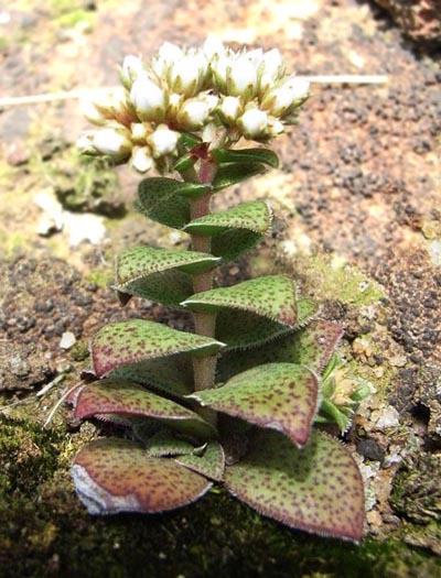 Crassula compacta in Magaliesberg; Photographed by Jack Latti